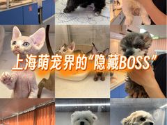 -翊宠yipet猫狗购宠庄园犬舍•猫舍