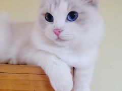 -Meowの猫咖(万家丽店)