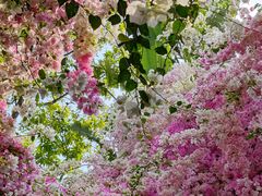 -深圳国际园林花卉博览园