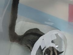 -美美宠物诊疗中心·异宠·骨科(滨江东信分院)