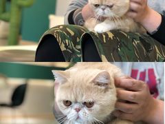 -飞行喵MR PILOT|猫舍·猫咖(静安大融城店)