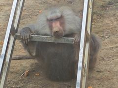 -青藏高原野生动物园