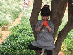 -松山湖梦幻百花洲