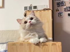 -momokira米努特·德文卷毛猫·棉花面纱犬