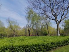 -青枫公园