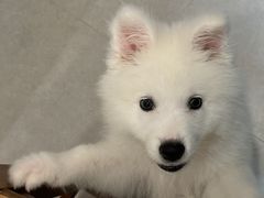 -翊宠yipet猫狗购宠庄园犬舍•猫舍