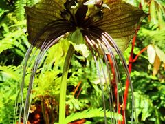 -国家植物园南园