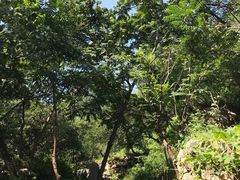 -大岭沟猕猴桃谷风景区