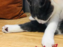 -啵啵喵·猫咖(攀华国际店)