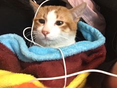 -瑞鹏宠物医院·骨科·猫科·内科(第一中心)