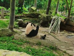 -都江堰中华大熊猫苑