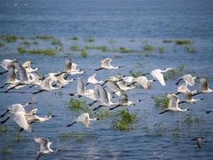 -盐城丹顶鹤湿地生态旅游区
