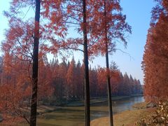 -黄海国家森林公园