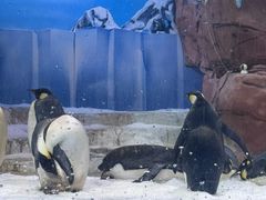 -海合安成都极地海洋公园