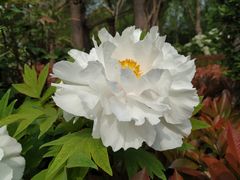 -洛阳市隋唐城遗址植物园