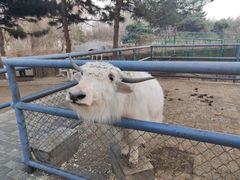 -长白岛森林公园