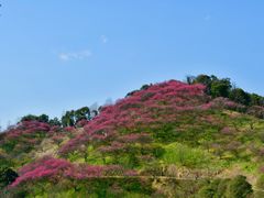 -新建村梅花