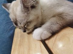 -鼓捣猫呢主题猫咖店