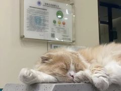 -睿金宠物医院·CT·肿瘤·骨外科