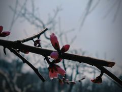 -桃花堤公园