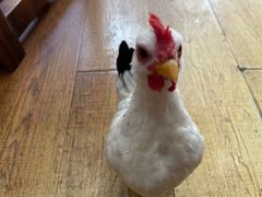 -观桥阁(锦溪店)