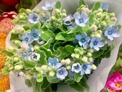 -双季花艺园艺市场(浦东店)
