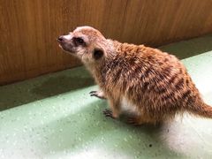 -藦茜花园宠物主题亲子互动体验馆(国顺东路店)