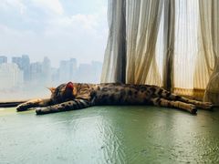 -猫猫幼稚园·撸猫·桌游·电玩