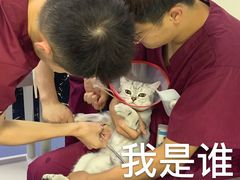 -美联众合爱康动物医院•复杂内科•肿瘤科•牙科•腔镜诊疗中心