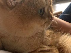 -lincat·猫舍(广州店)