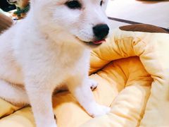 -逗柴咖啡屋·狗咖猫咖宠物桌游