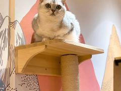 -滚猫咖啡·猫咖·猫友好撸猫(未来城店)