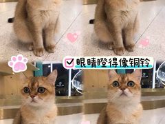 -飞行喵MR PILOT|猫舍·猫咖(静安大融城店)