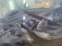 -本炙炭烤·蒲烧活鳗料理店(金沙洲店)