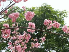 -天适樱花悠乐园
