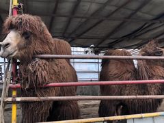 -南宫五洲植物乐园