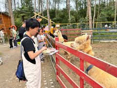 -合肥滨湖国家森林公园