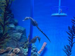 -上海海洋水族馆