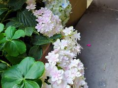 -华冠悠岚·庭院餐厅(青城后山店)