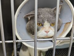 -宠物星动物医院·眼科·异宠·猫科(江南大道总院)