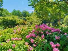 -上海共青森林公园