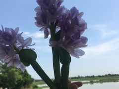 -皇鸽餐厅(龙塘店)