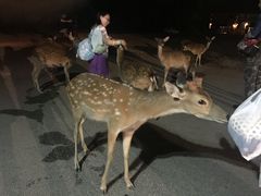 -清迈夜间动物园