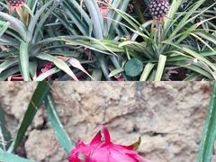 -南通洲际绿博园