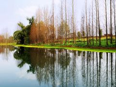 -桤木河湿地公园