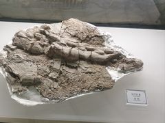 -辽宁古生物博物馆
