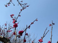 -香雪海