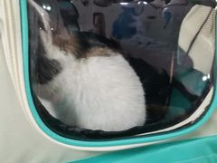 -西安京西宠物医院·瘫痪·疑难杂症