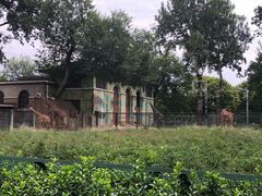 长颈鹿-北京动物园