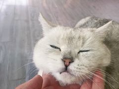 -喵屿·大理花园猫咖